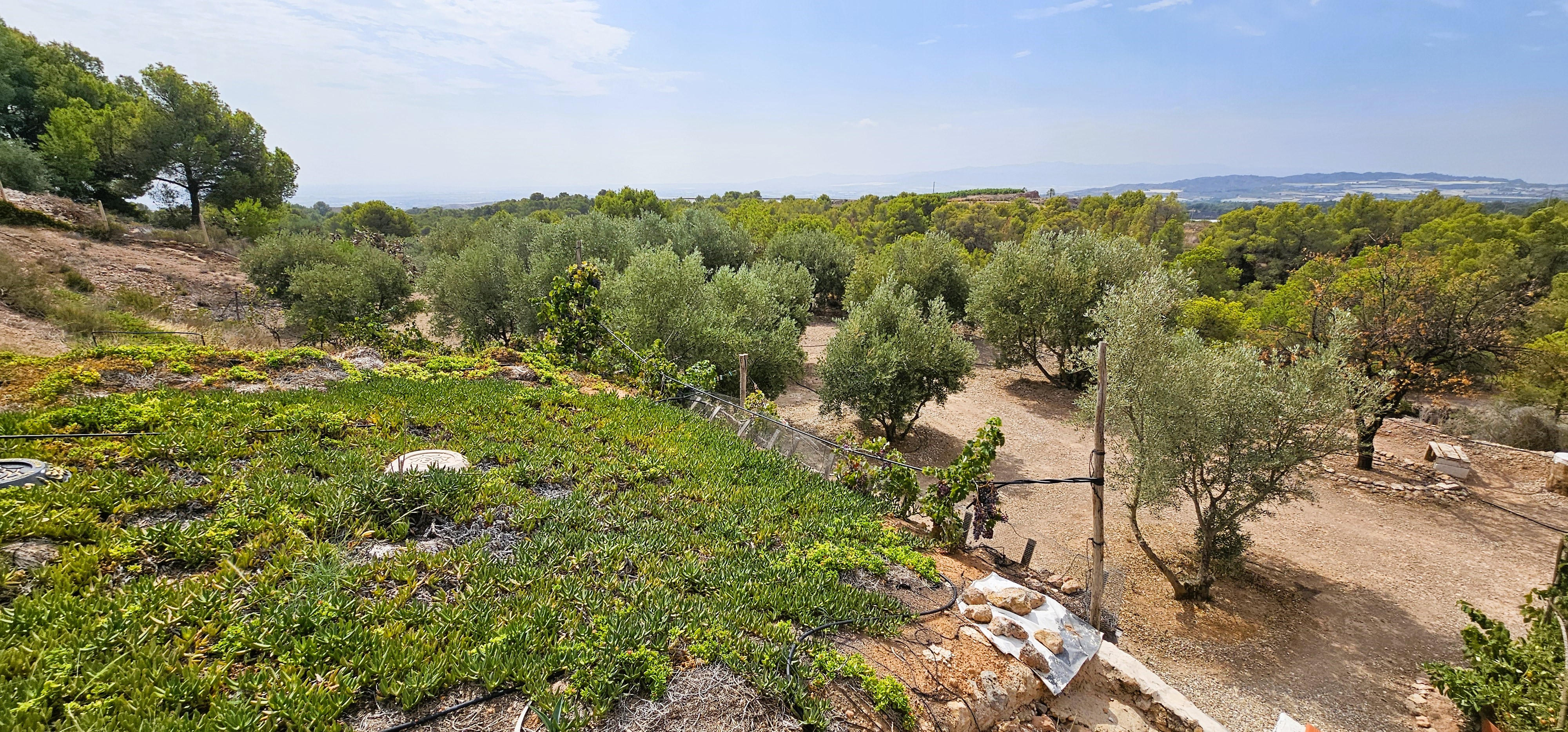 Venta Huerto En Mortí Alto, Totana - imagen 41