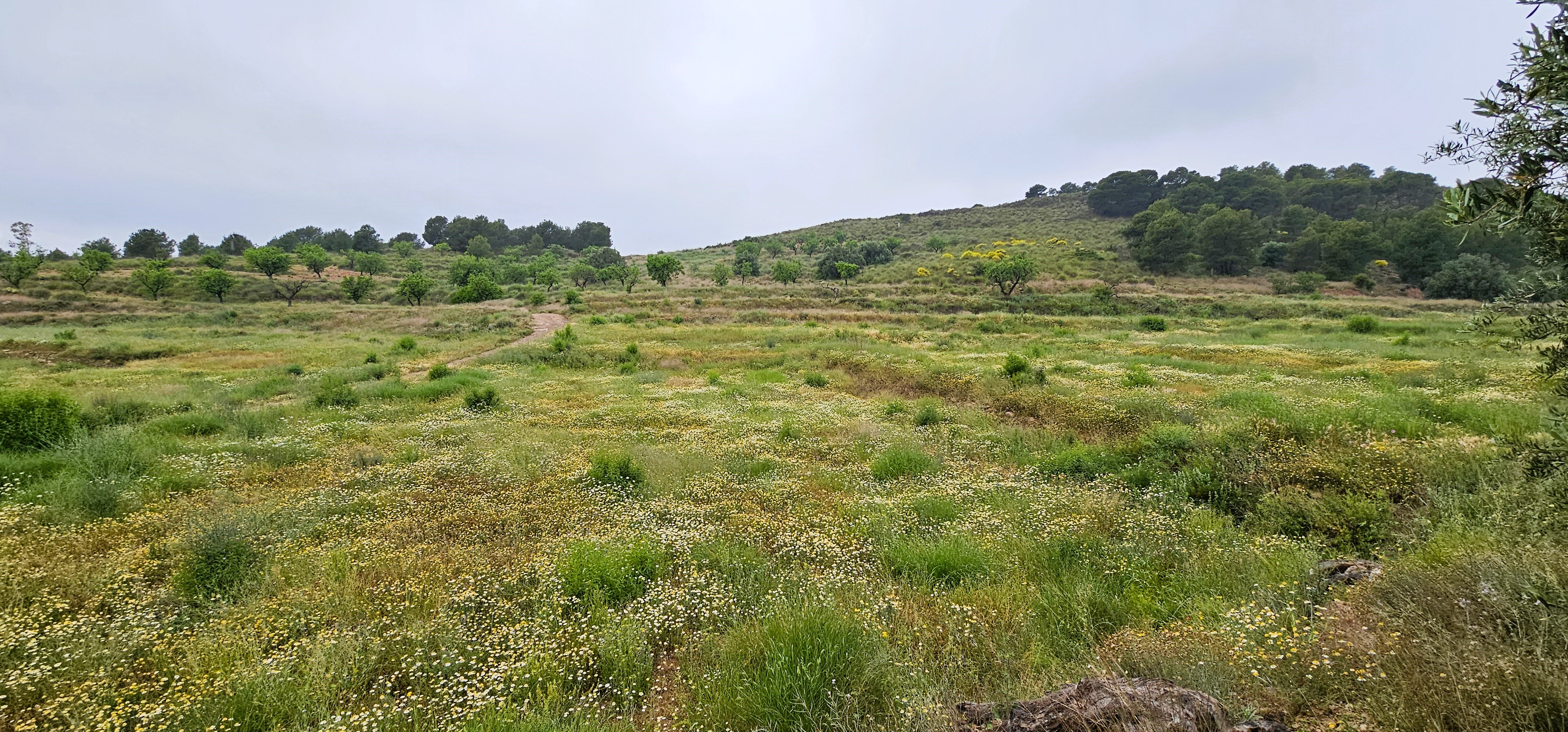 Venta Finca Rústica en Sierra Espuña, Totana - imagen 25